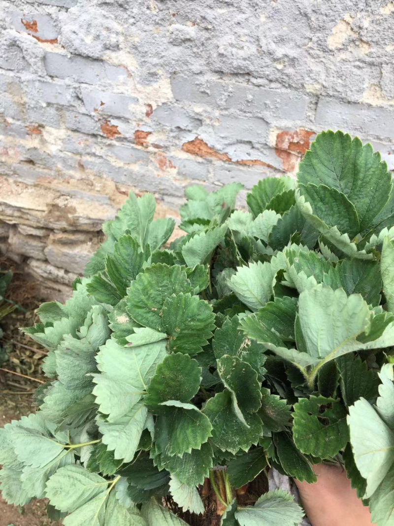 章姬草莓苗，货量充足基地