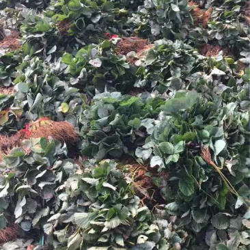 章姬草莓苗，货量充足基地