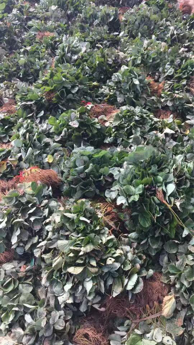 章姬草莓苗，货量充足基地