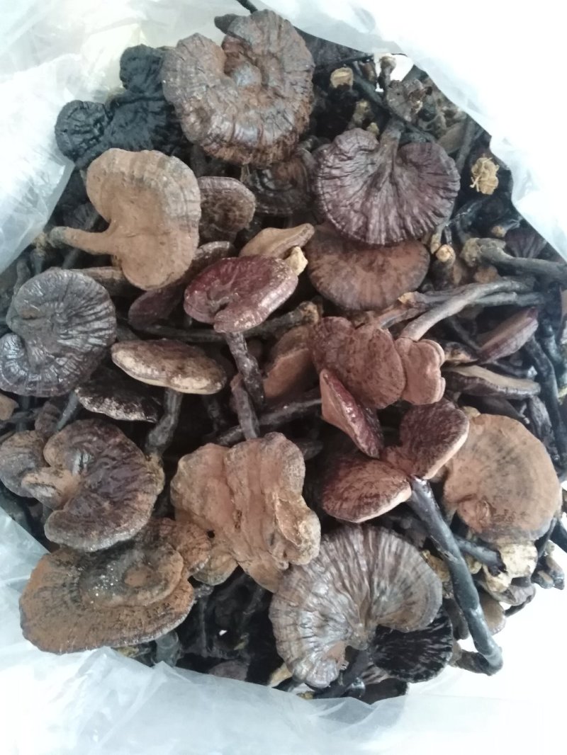 【热卖】纯野生九华山灵芝紫灵芝滋补珍品山林生长包邮