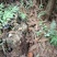 【热卖】九华山灵芝纯野生灵芝2～8公分紫灵芝深山采摘包邮