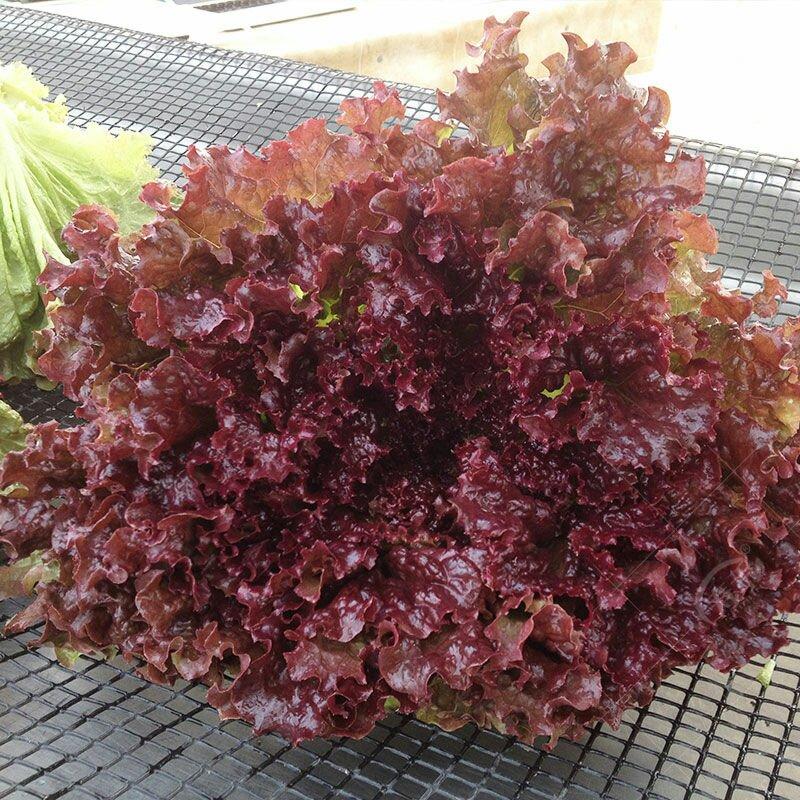 紫叶生菜种子紫色沙拉耐热耐寒有机蔬菜四季栽培