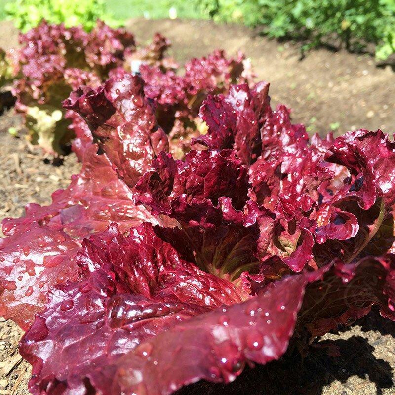 紫叶生菜种子紫色沙拉耐热耐寒有机蔬菜四季栽培