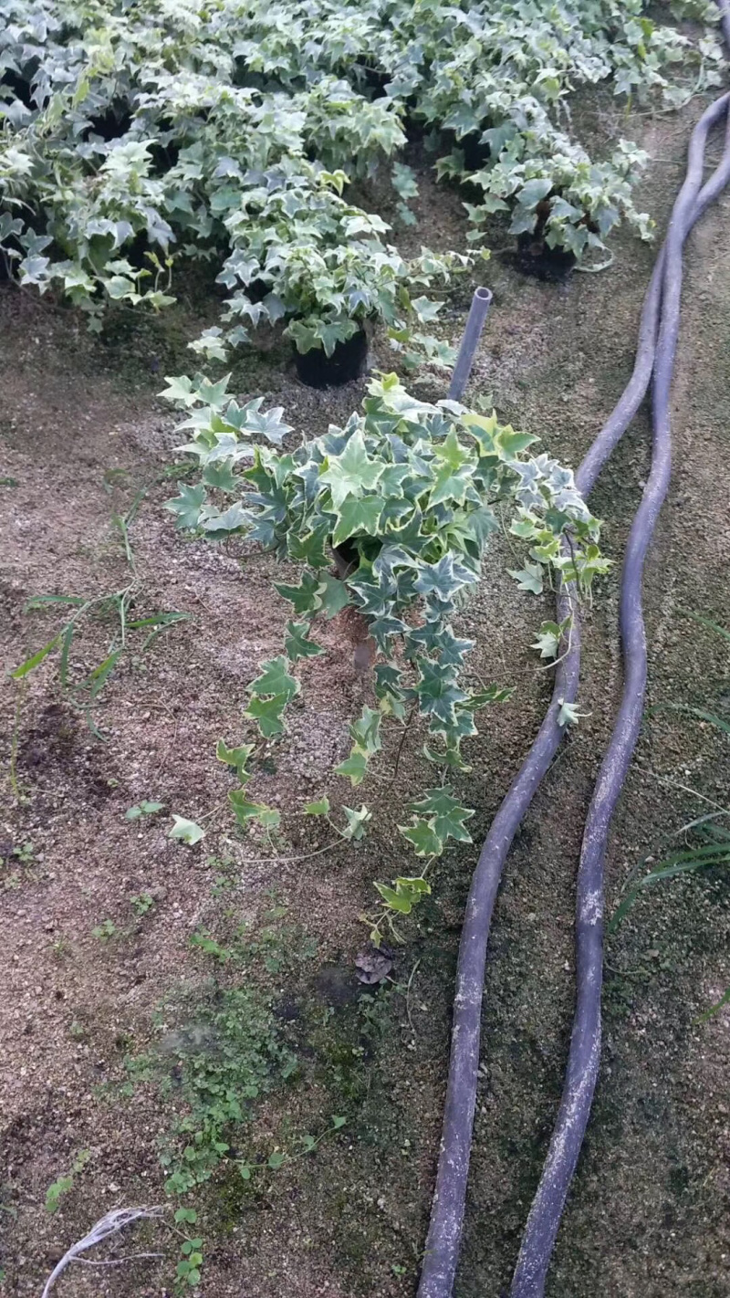 常春藤青叶花叶背景墙工程绿化均可一件起批量大从优