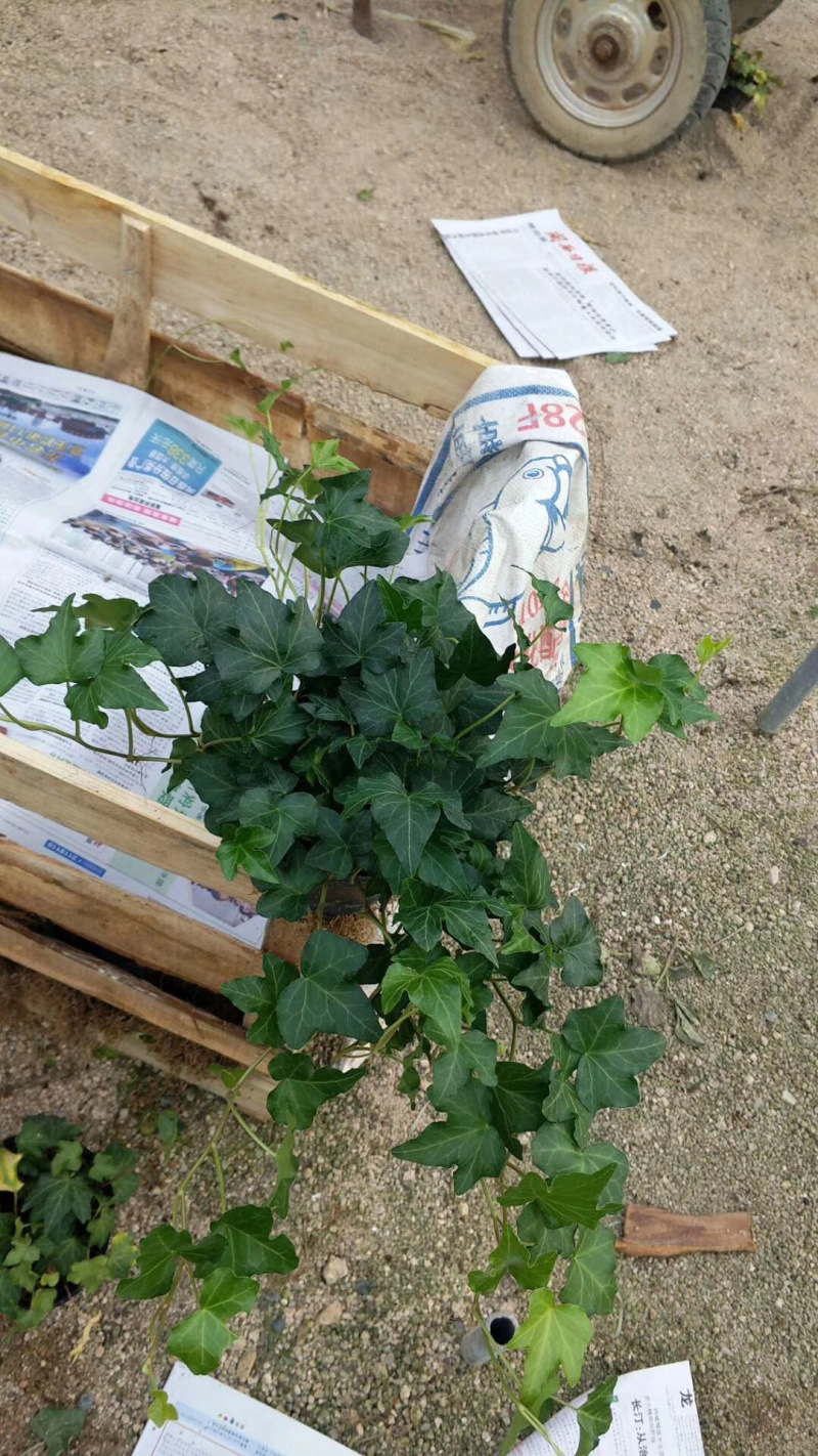 常春藤青叶花叶背景墙工程绿化均可一件起批量大从优