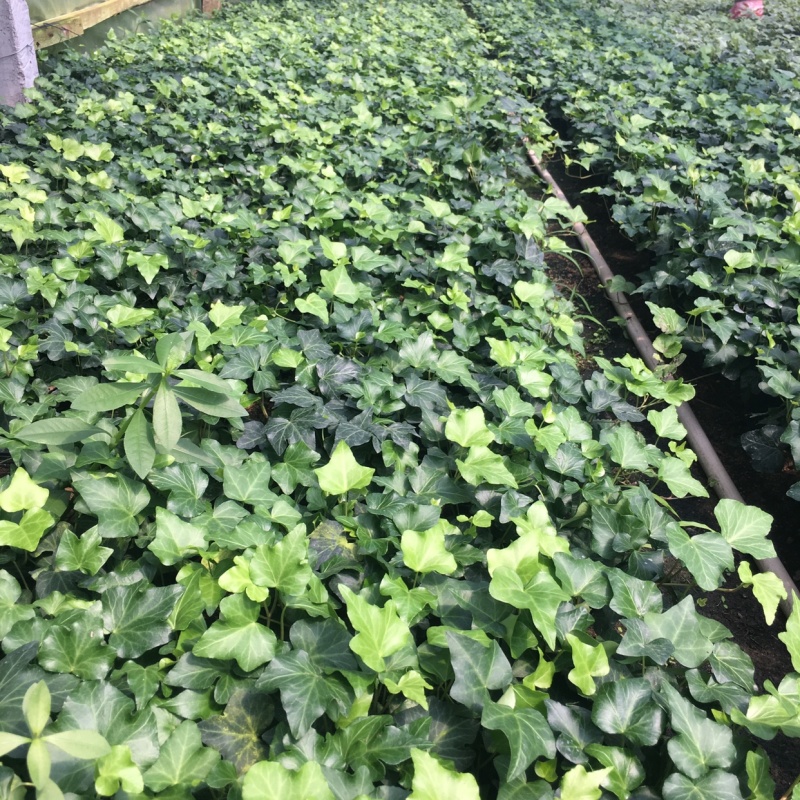 常春藤青叶花叶背景墙工程绿化均可一件起批量大从优