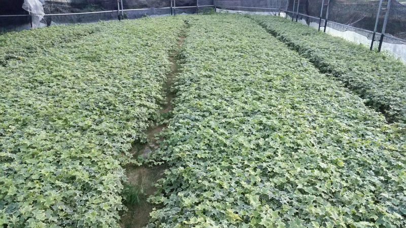 常春藤青叶花叶背景墙工程绿化均可一件起批量大从优