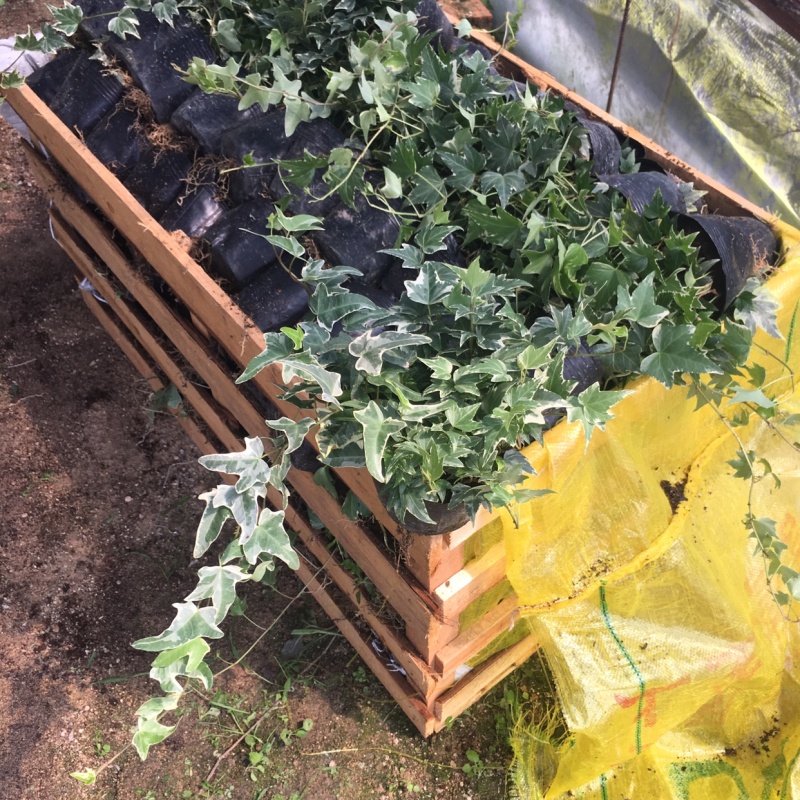 常春藤青叶花叶背景墙工程绿化均可一件起批量大从优