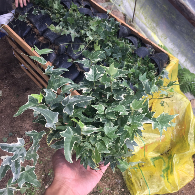常春藤青叶花叶背景墙工程绿化均可一件起批量大从优