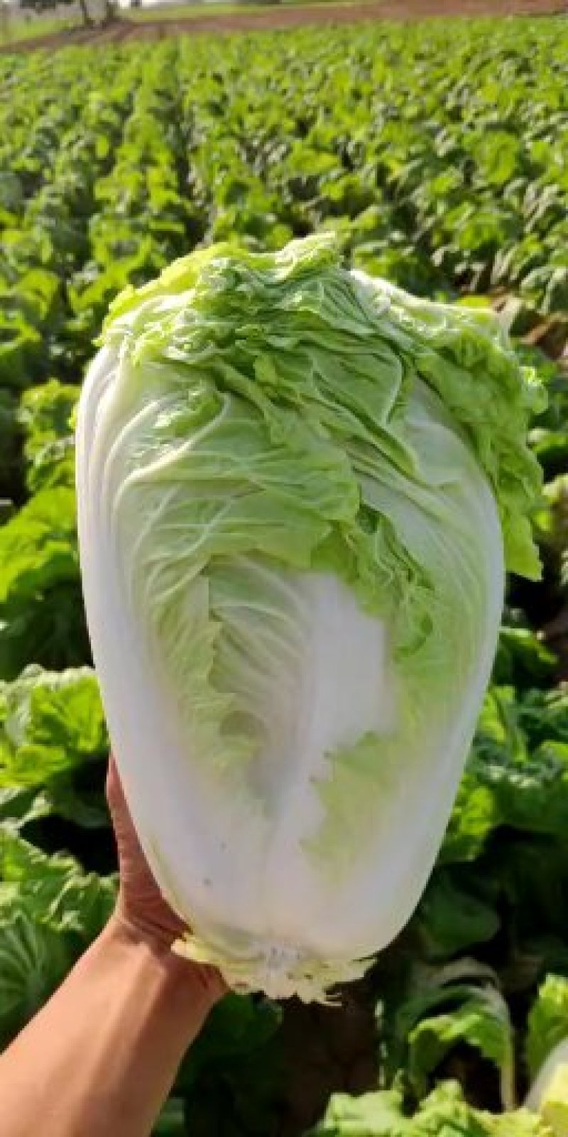 大量供应，大白莱，，走市场，入冷库，品质好，净莱，