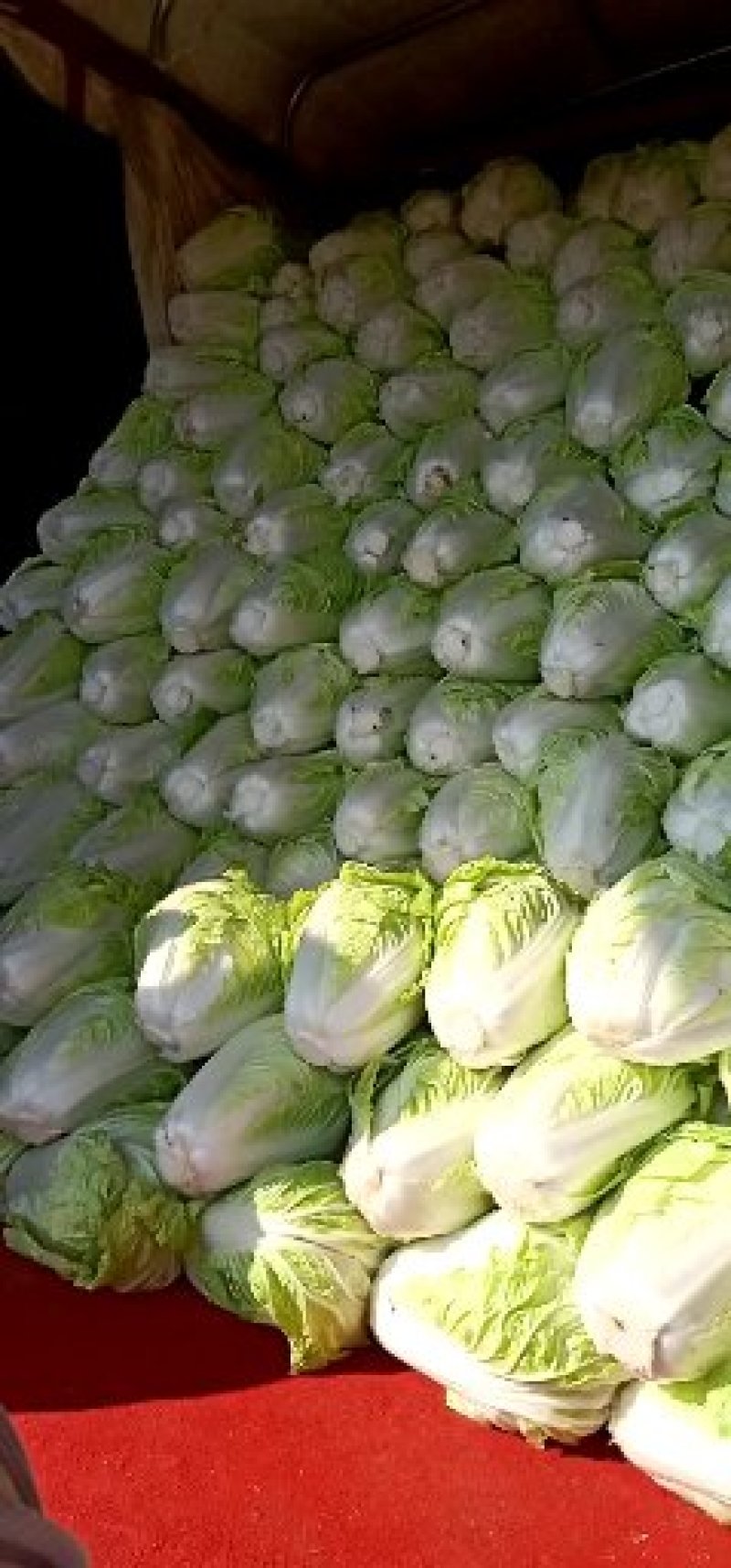 大量供应，大白莱，，走市场，入冷库，品质好，净莱，