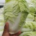 大量供应，大白莱，，走市场，入冷库，品质好，净莱，