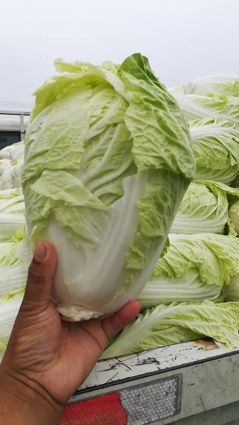 大量供应，大白莱，，走市场，入冷库，品质好，净莱，