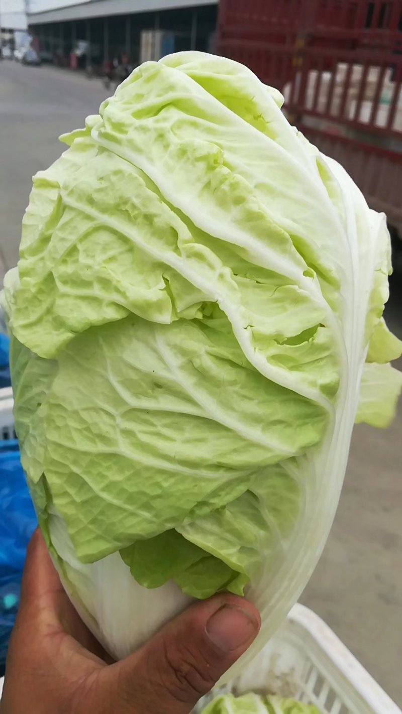 大量供应，大白莱，，走市场，入冷库，品质好，净莱，