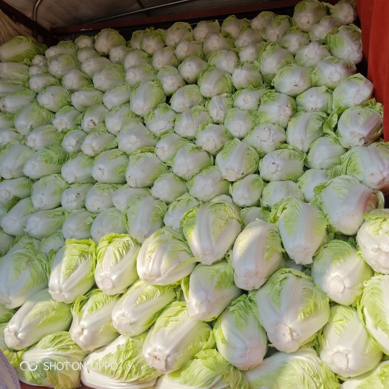 大量供应，大白莱，，走市场，入冷库，品质好，净莱，