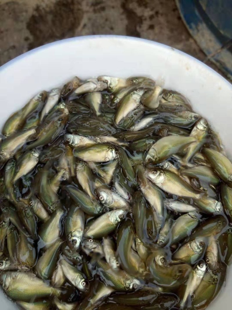 鲤鱼，鲫鱼
