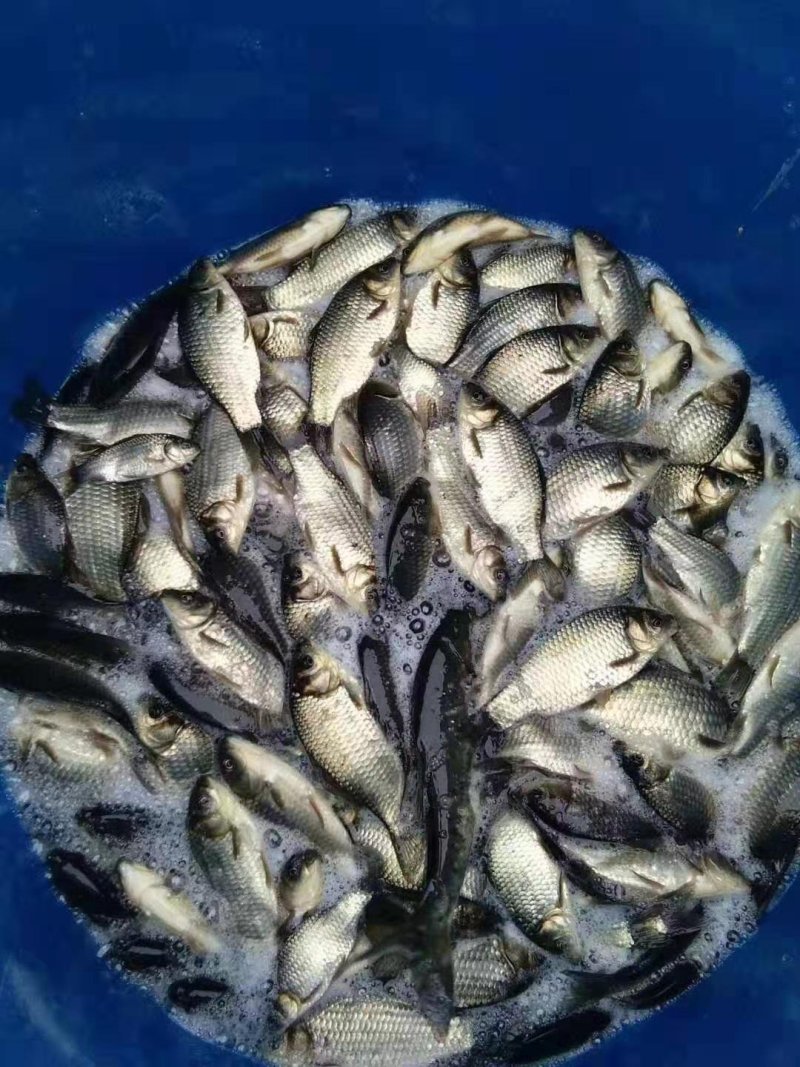 鲤鱼，鲫鱼