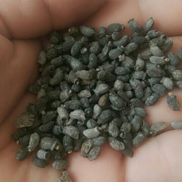 琉璃苣种子优质蜜源植物庭院盆公园绿化花卉种子