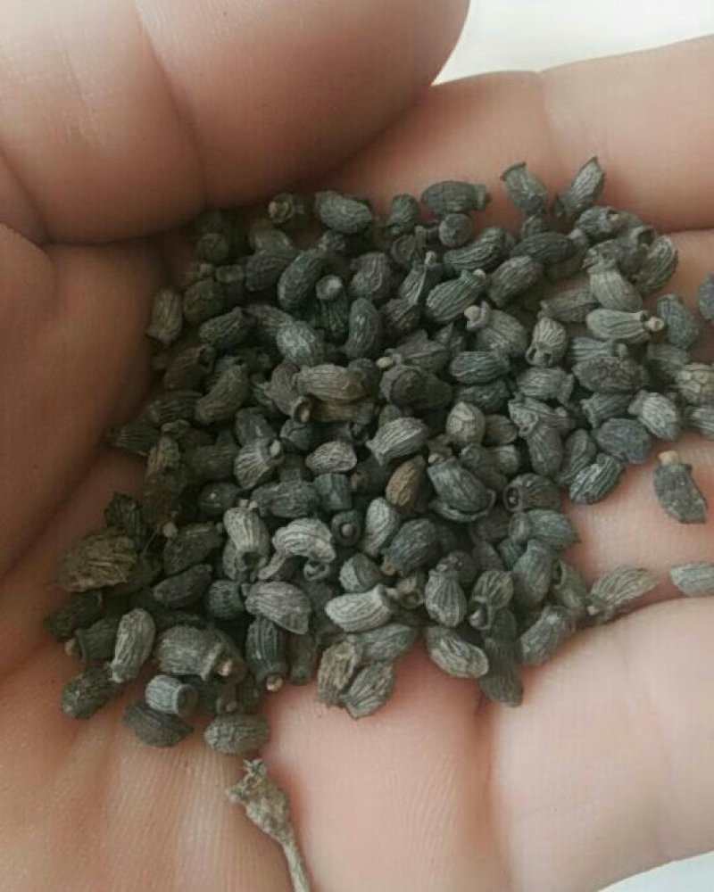 琉璃苣种子优质蜜源植物庭院盆公园绿化花卉种子
