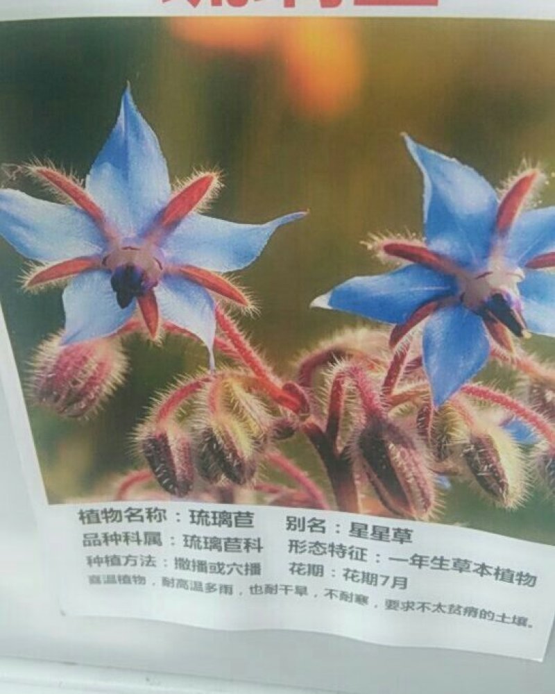 琉璃苣种子优质蜜源植物庭院盆公园绿化花卉种子