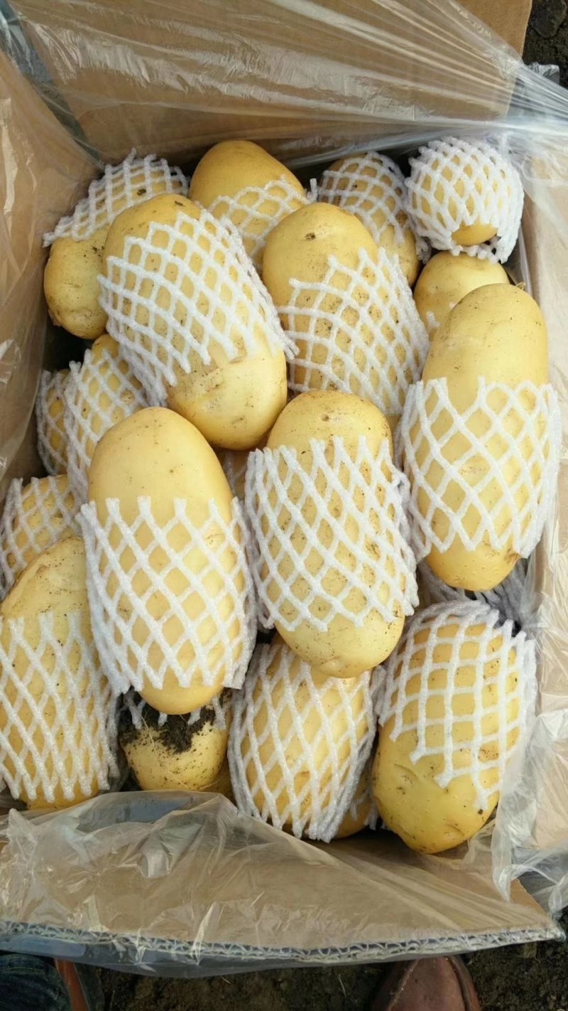 精品荷兰十五土豆精装货源，套网装箱货，大量出售中