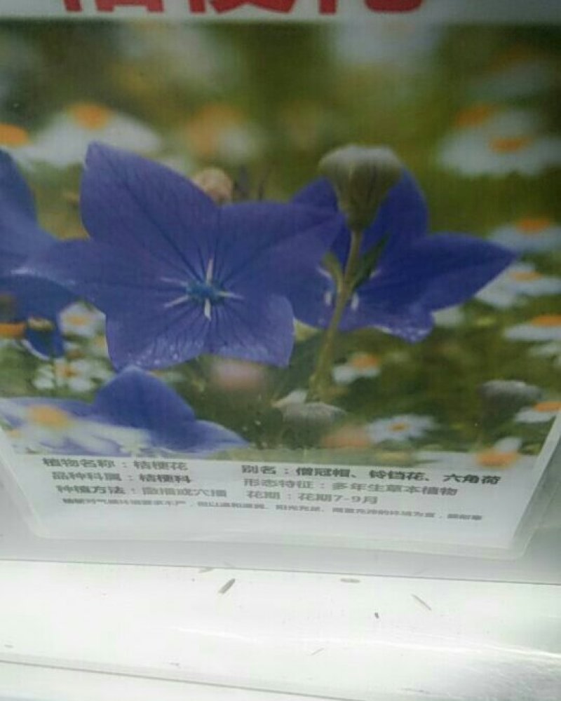 桔梗种子桔梗花籽铃铛花种子公园绿化花卉种子
