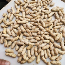 精品天府3号花生果
