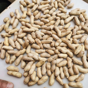 精品天府3号花生果