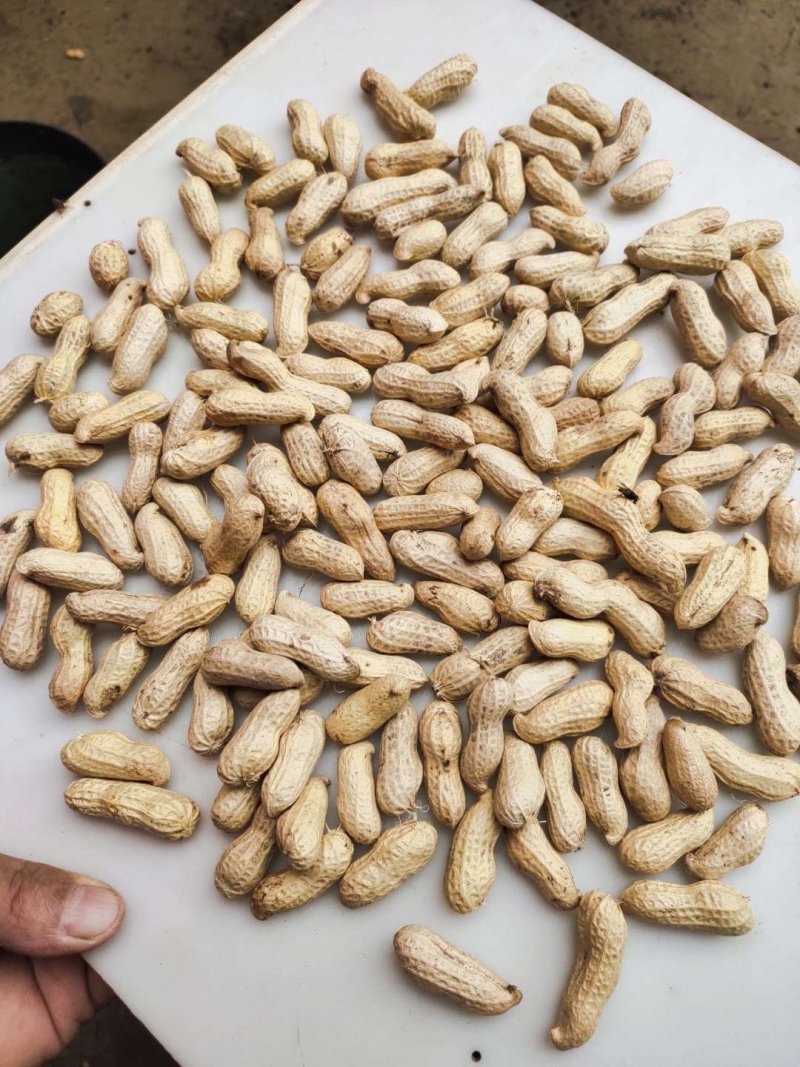 精品天府3号花生果