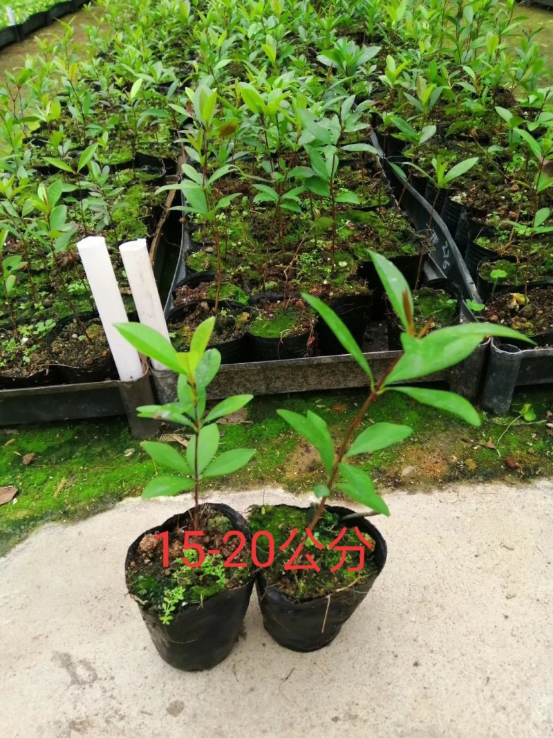 巴西甜樱桃苗小果巴西樱桃庭院盆栽地栽果树苗