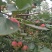 花红小苹果产地直供量大质量好专业代收代发产地时时报价