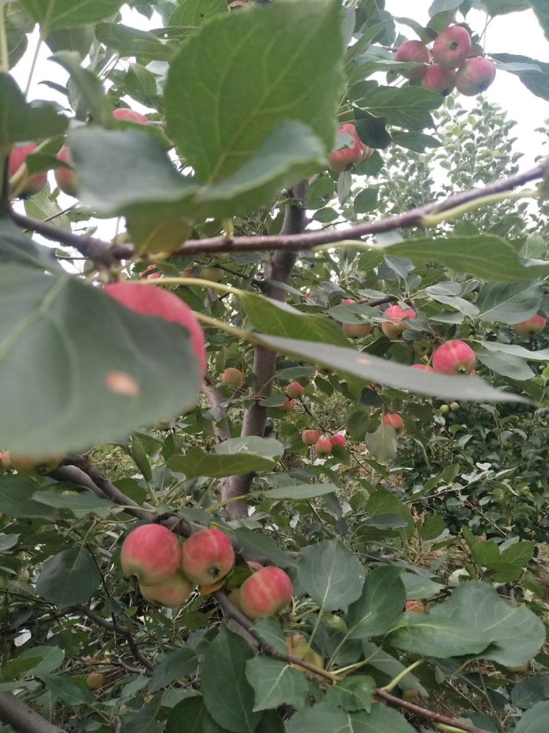 花红小苹果产地直供量大质量好专业代收代发产地时时报价