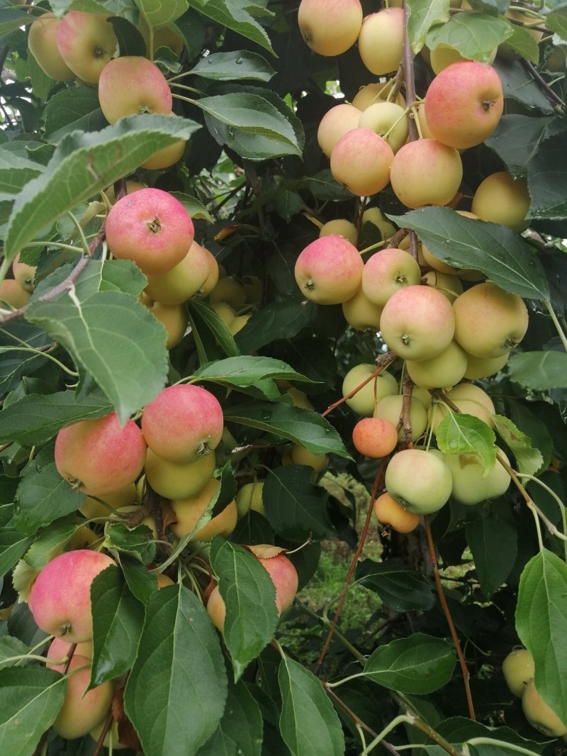 花红小苹果产地直供量大质量好专业代收代发产地时时报价
