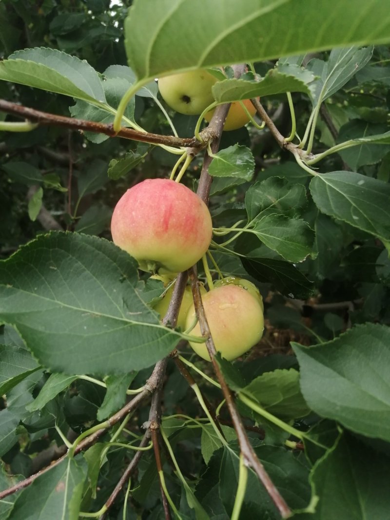 花红小苹果产地直供量大质量好专业代收代发产地时时报价