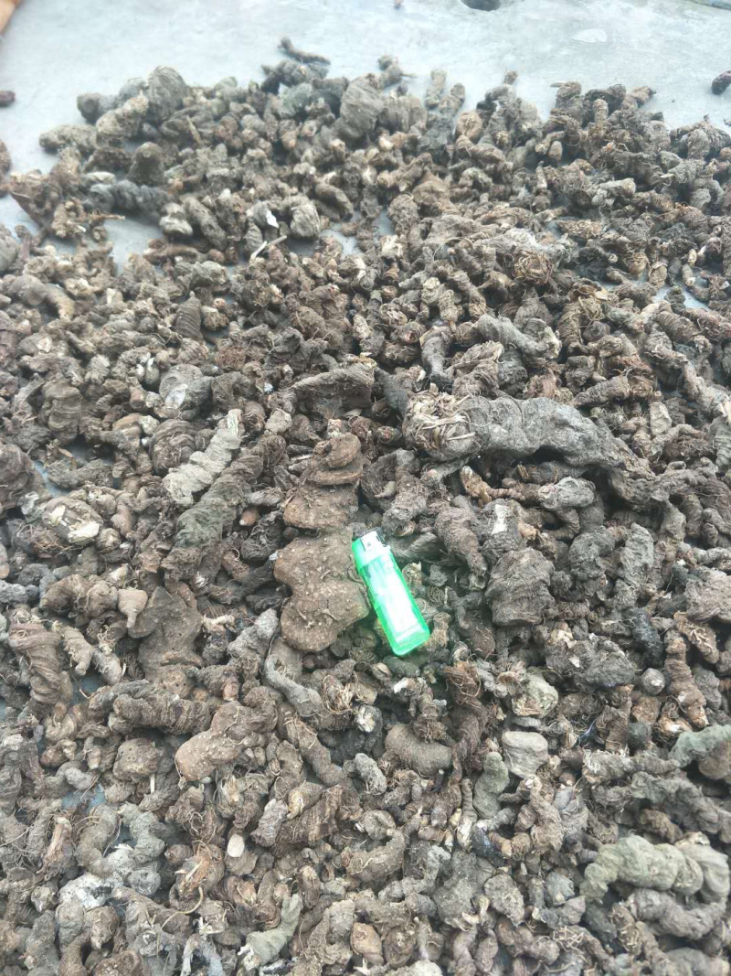 野生重楼干货贵州产地