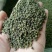 吴茱萸江西中粒高含量规格齐全24小时发货