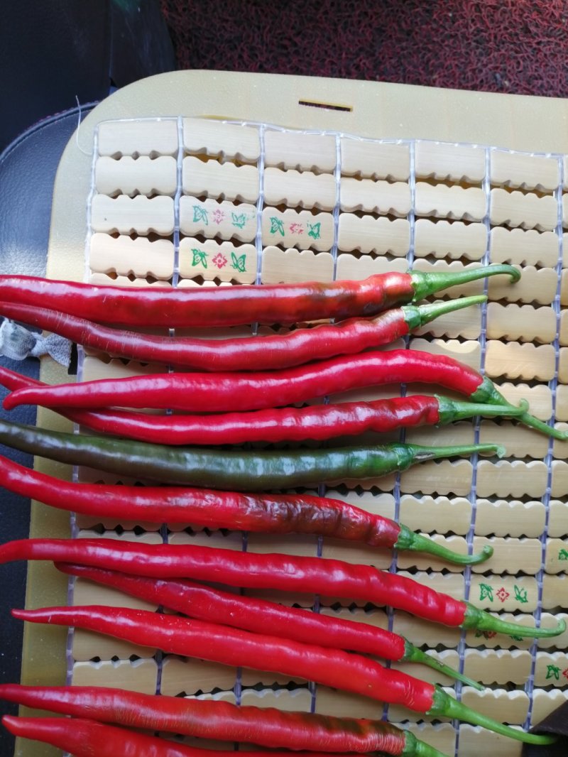 二荆条泡椒，硬度高，条形直，微辣