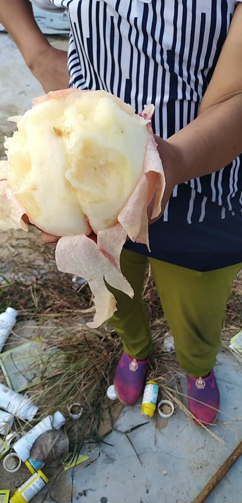 水蜜桃.果大，汁多，十天上市，预订中......