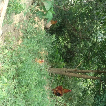 土鸡