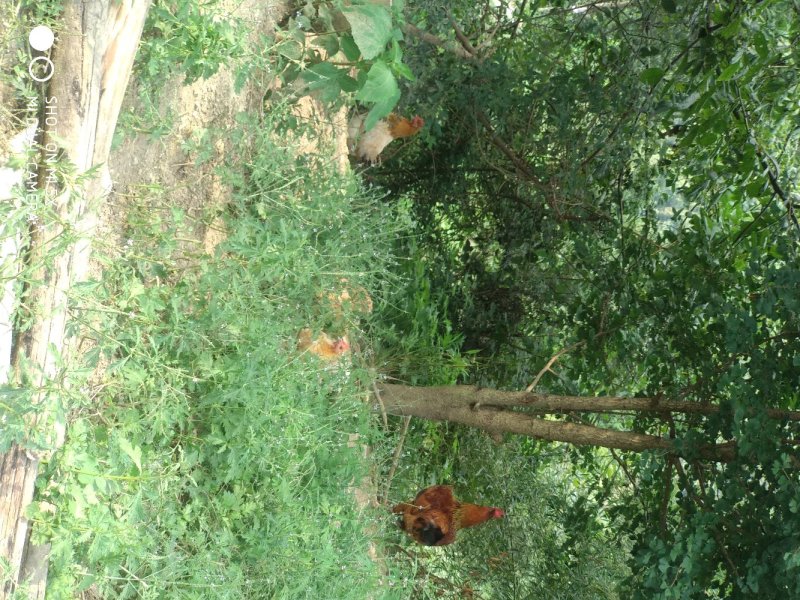 土鸡