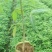 九叶青椒苗、红椒树苗、无刺花椒树苗、常年供应、袋苗地苗