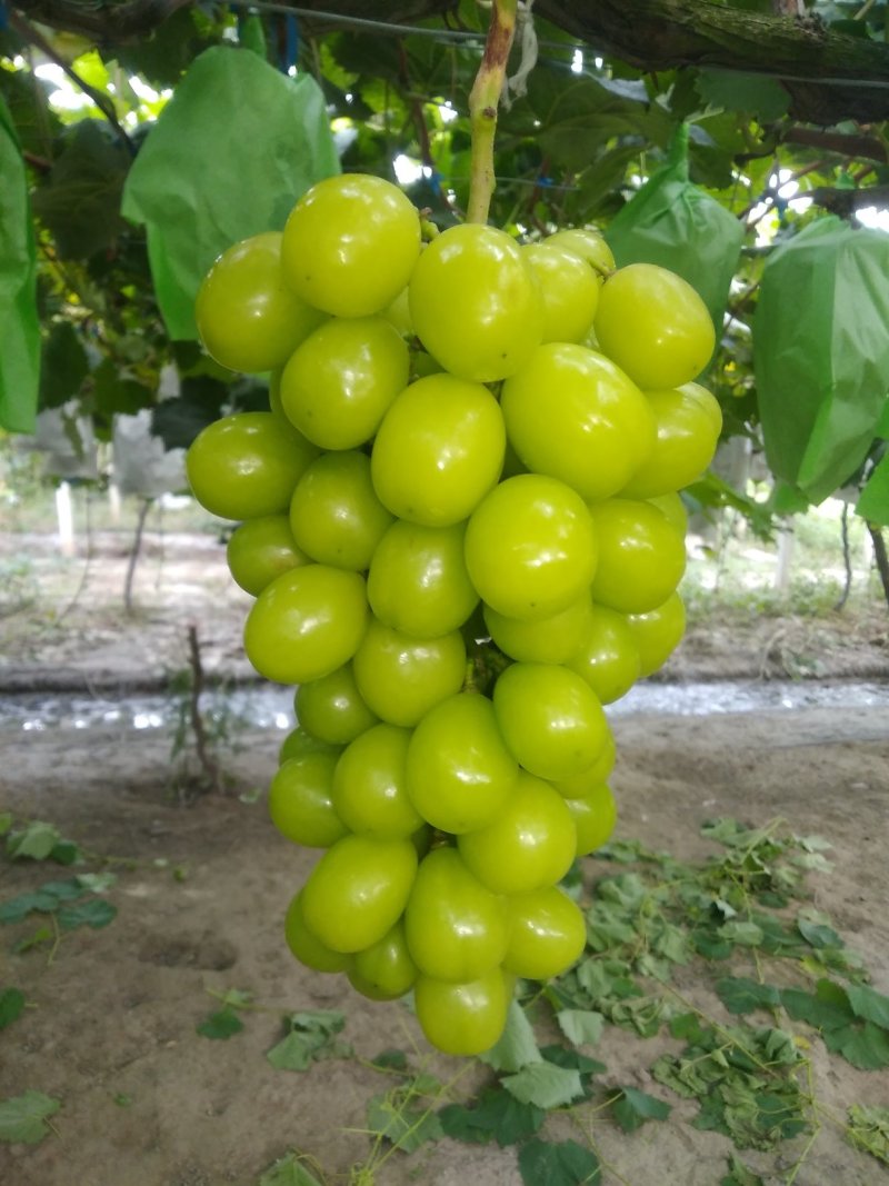 阳光玫瑰葡萄