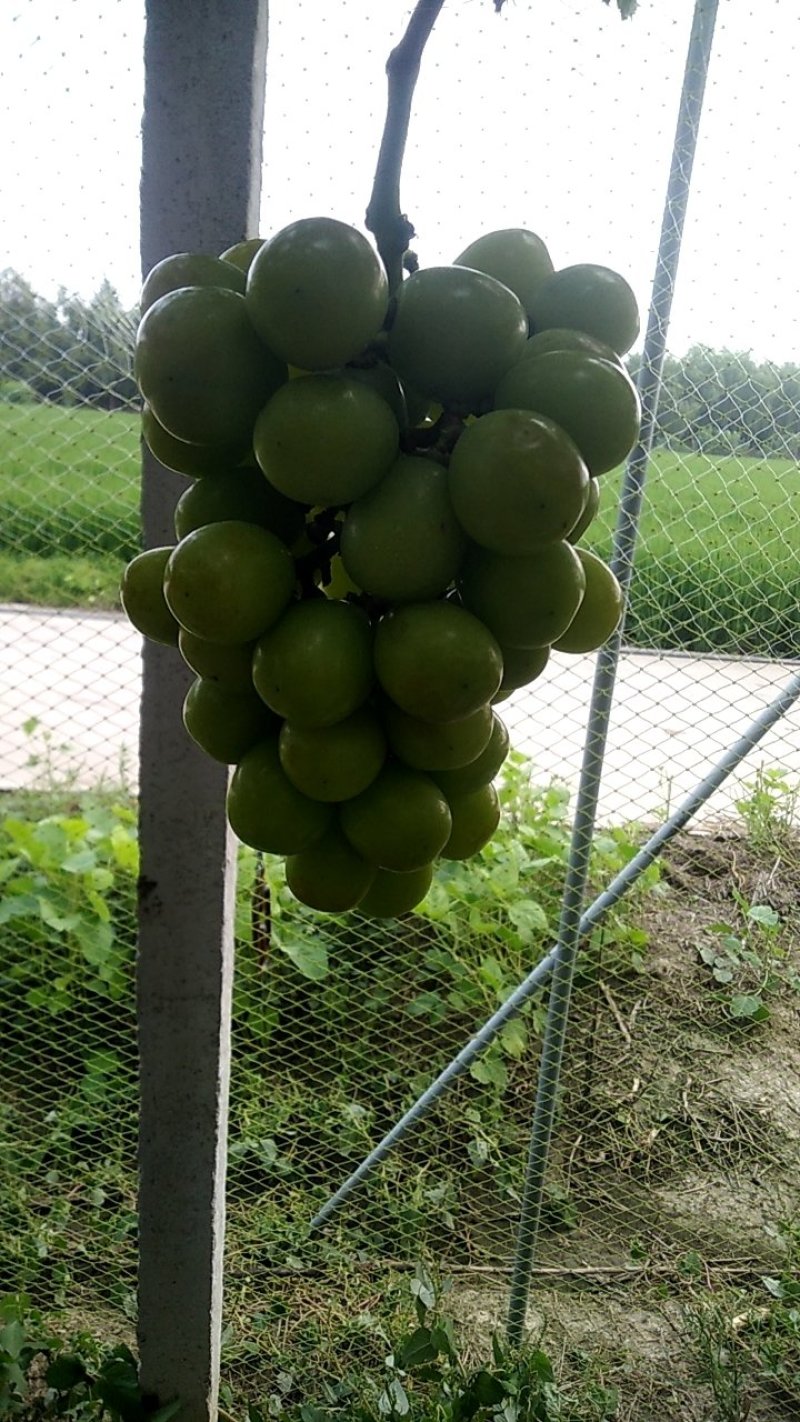 阳光玫瑰葡萄