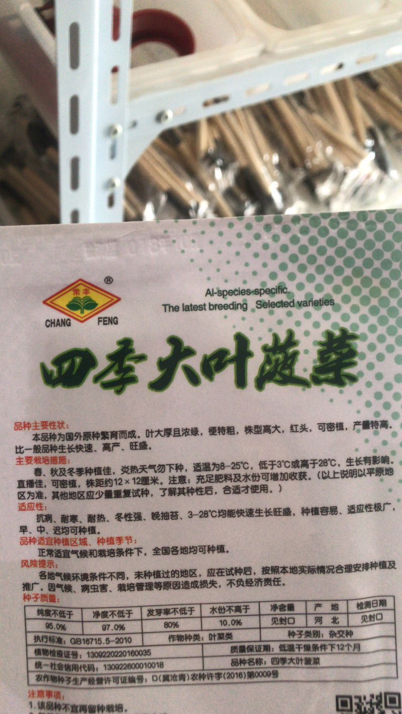 四季大叶菠菜种子一代杂交菠菜种子