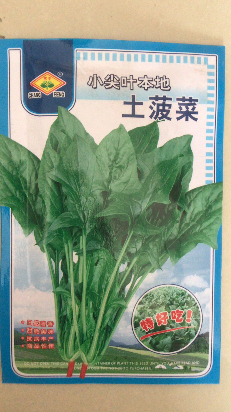 四季大叶菠菜种子一代杂交菠菜种子