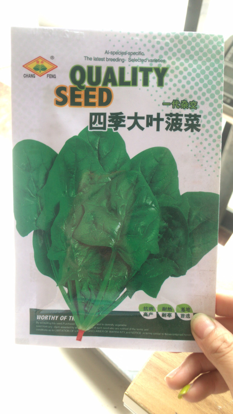四季大叶菠菜种子一代杂交菠菜种子