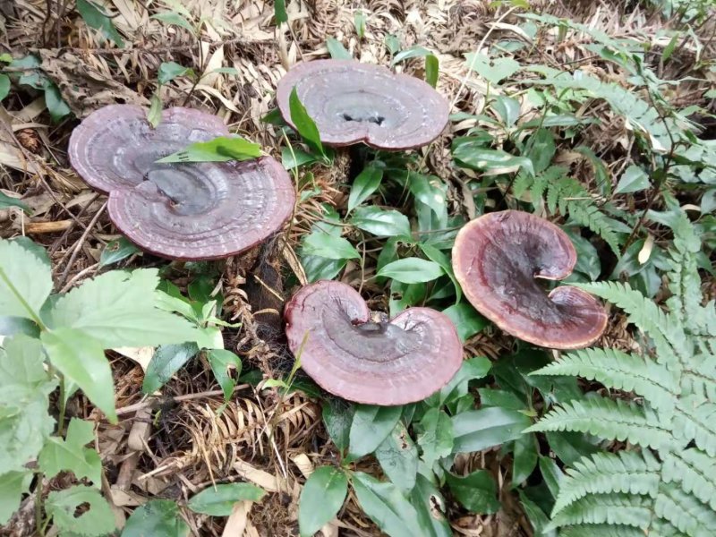 【热卖】灵芝纯野生灵芝统货紫灵芝山中采摘灵芝包邮