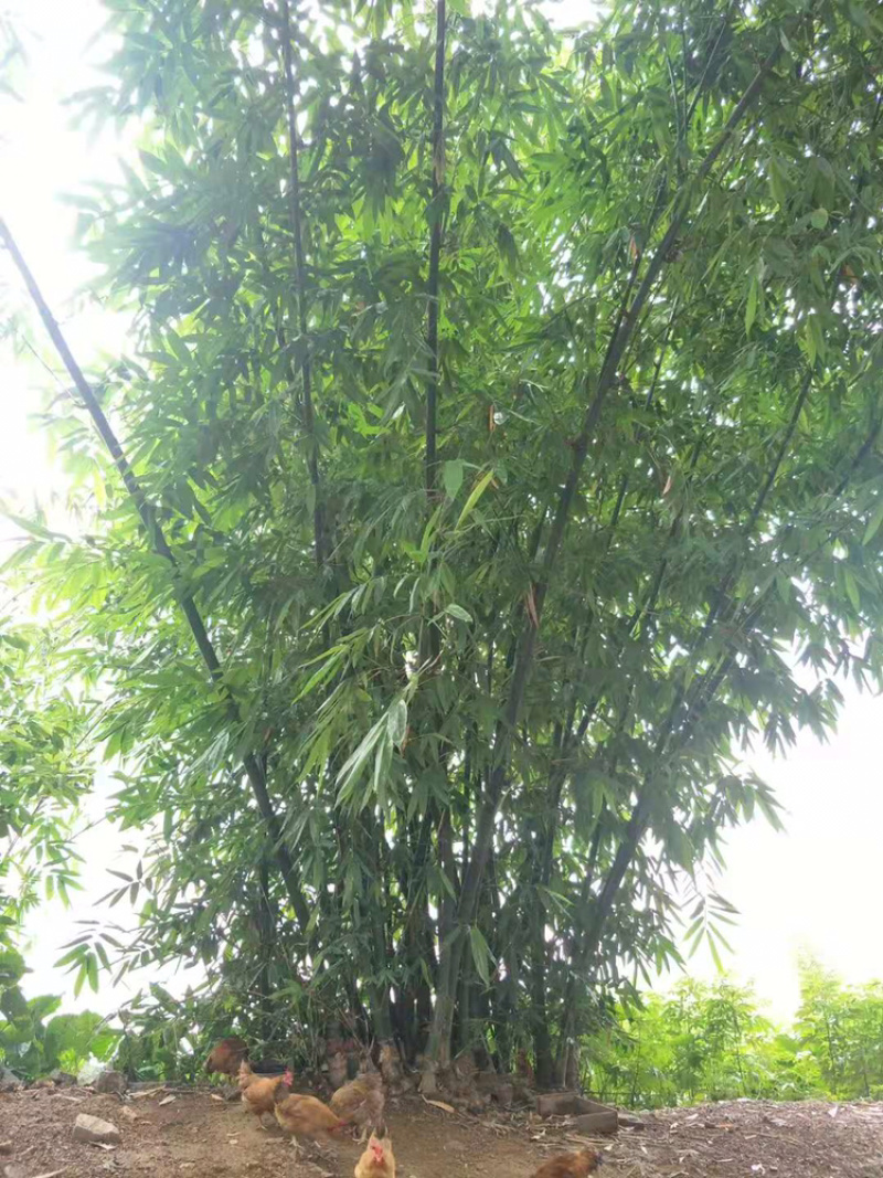 竹子竹子原料搭棚竹架