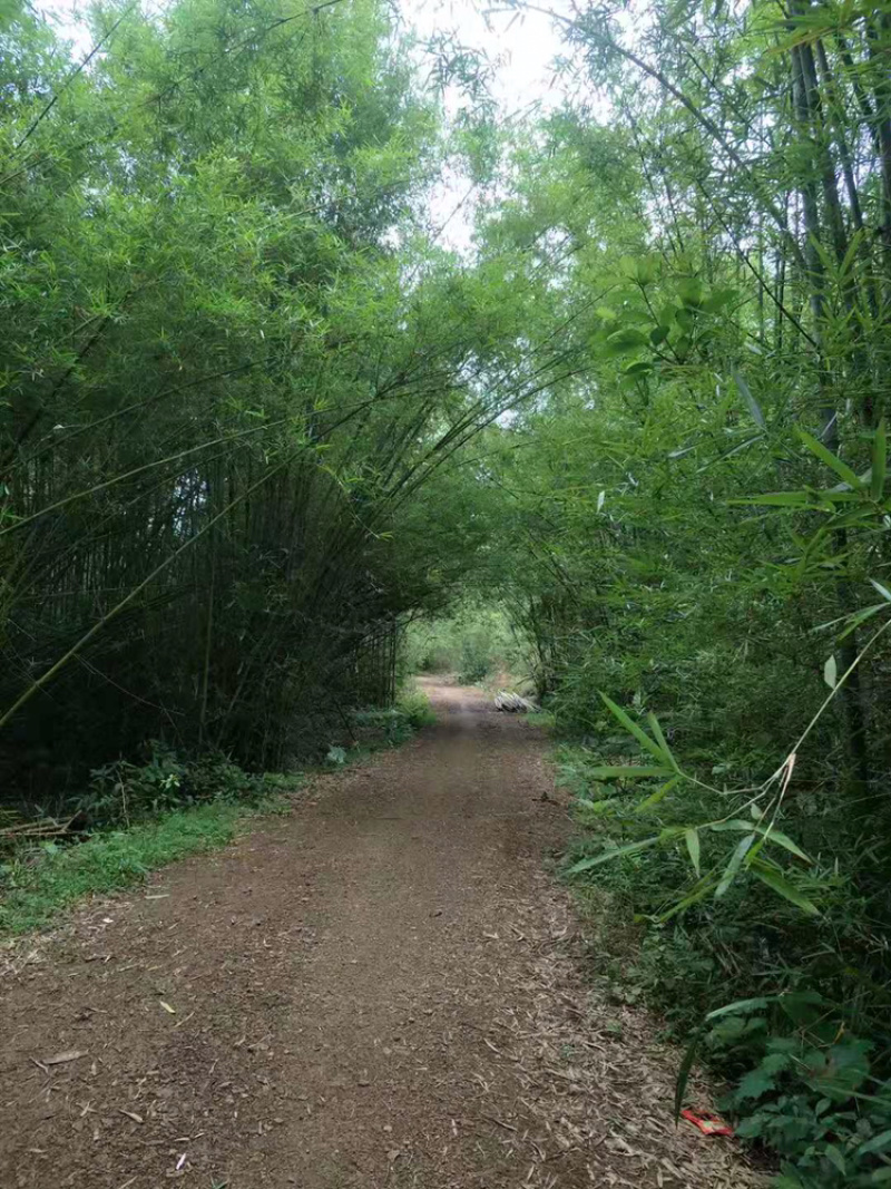 竹子竹子原料搭棚竹架
