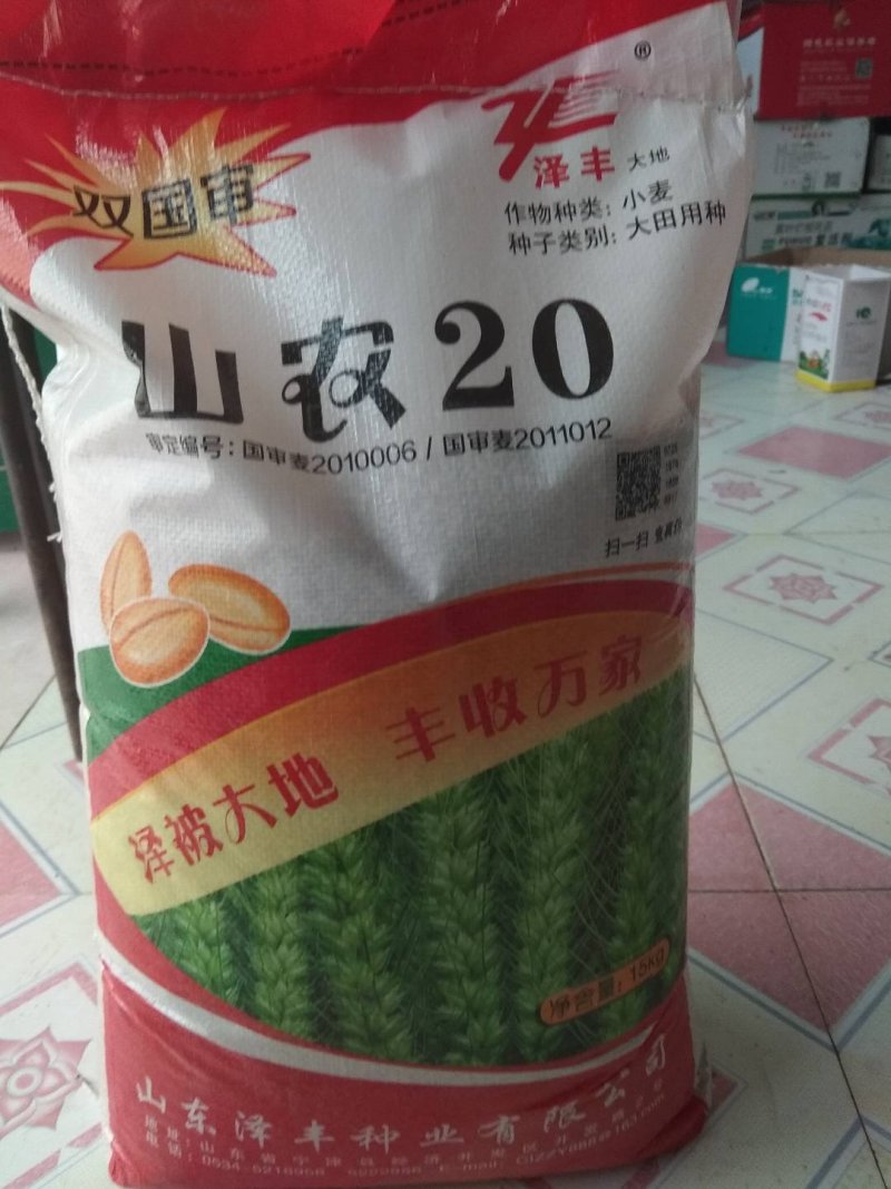 小麦种子